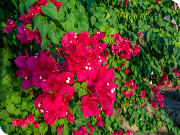 holina_wellness_private_beach_8